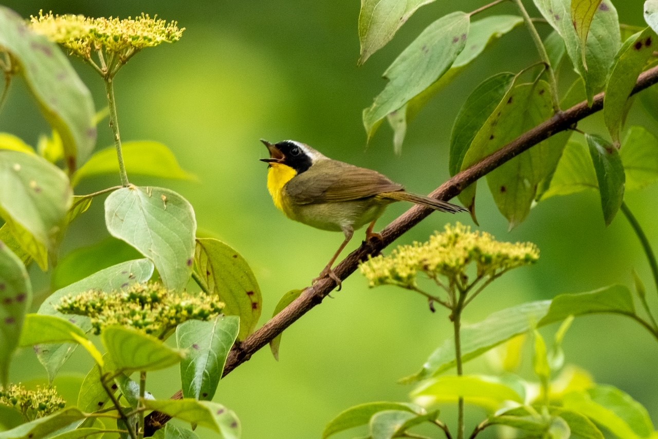 Bird Watching In Valley Forge Park: 5 Expert Tips